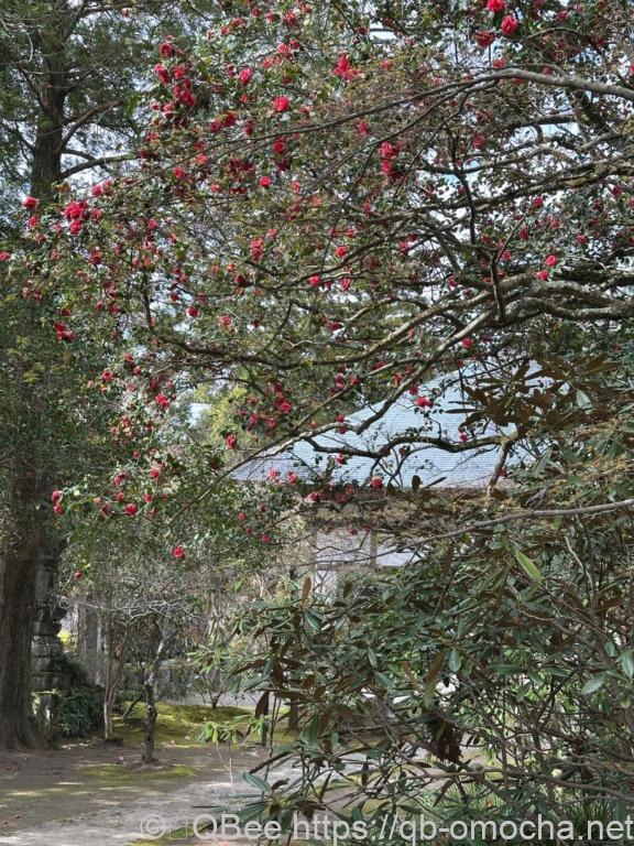 佛山寺的山茶花也很美