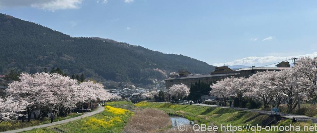 馬車から見る桜と由布岳の風景写真